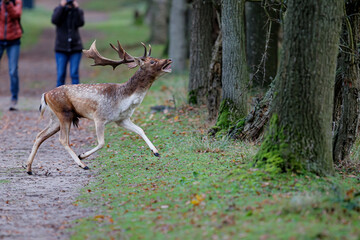 Fallow deer stag  in the rutting season in the dune area near Amsterdam