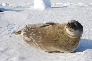 seals on the ice