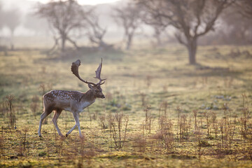 Fallow deer stag  in the rutting season in the dune area near Amsterdam