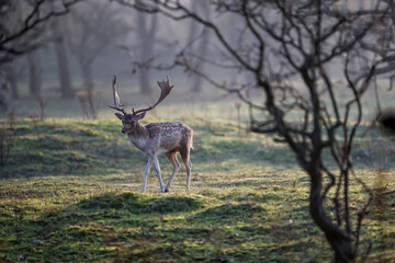 Fallow deer stag  in the rutting season in the dune area near Amsterdam