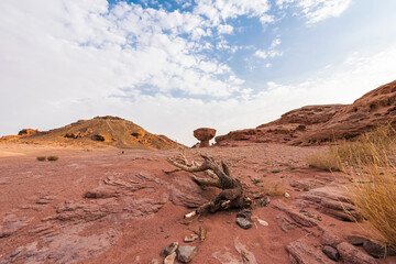 Dry branch of acacia in the stone desert park Timna near Eilat. Israel. 