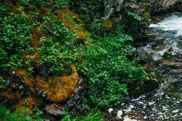 Vivid scenery of forest freshness. Rich greenery on mossy rocks along mountain river. Beautiful mystery taiga with wild river. Highland flora near mountain creek. Atmospheric green forest landscape.