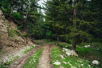 Fototapeta na wymiar Atmospheric green forest landscape with dirt road among firs in mountains. Scenery with dirt road on rocks and stones through mountain coniferous forest. View to conifer trees in mountain woodland.