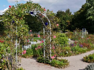 Naklejka premium Rosen ranken um Bögen in Planten und Blomen