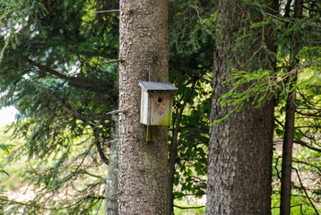 Vogelhaus an einem Baum im Wald