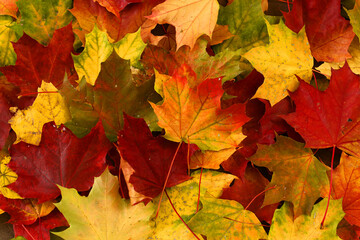 autumn golden red green maple leafs background texture close up photo