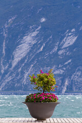Blumentopf mit violetten Blüten auf Steg am Gardasee im Hochformat