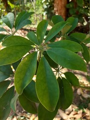 close up of leaves