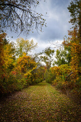 Obraz premium path in autumn forest