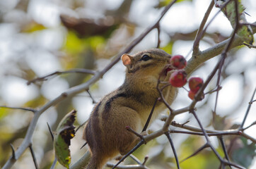 Eastern Chipmunk (Tamias striatus)
