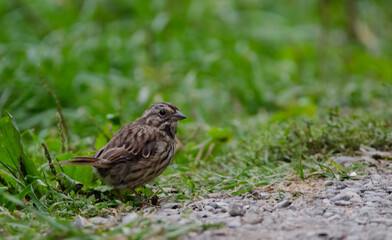 A Song Sparrow by the side of the path