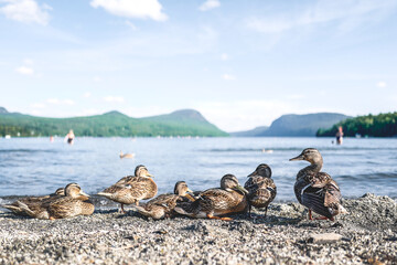 ducks on the shore