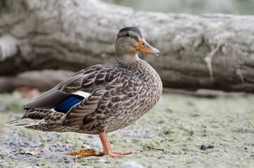 Mallard (Anas platyrhynchos) female