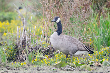 Canada Goose (Branta canadensis)