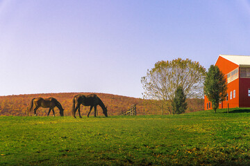 Berkshires Horses