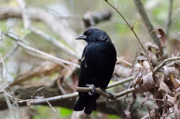 Red-winged Blackbird (Agelaius phoeniceus)