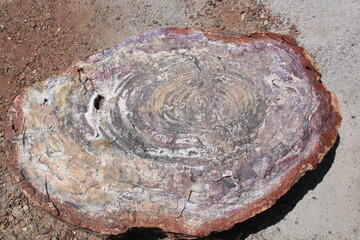 Large logs of petrified wood in Petrified Forest National Park, Arizona, with infilled agate and chalcedony