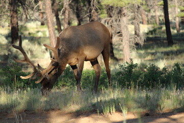Large elk walking near a campsite in a forest near Grand Canyon National Park, Arizona