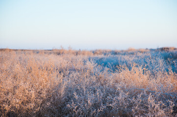 Winter trees in the snow