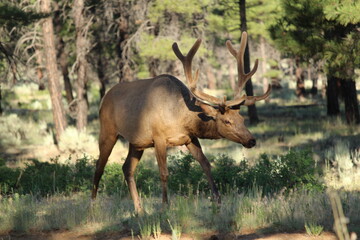 Large elk walking near a campsite in a forest near Grand Canyon National Park, Arizona