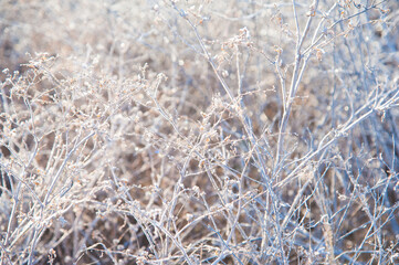 Winter trees in the snow