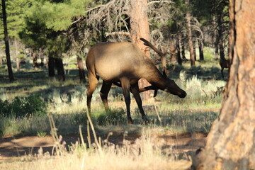 Large elk walking near a campsite in a forest near Grand Canyon National Park, Arizona