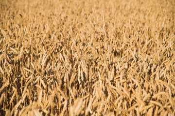 Golden wheat field and sunny day