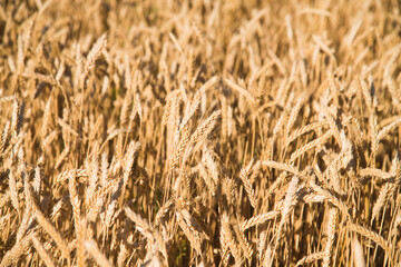 Golden wheat field and sunny day
