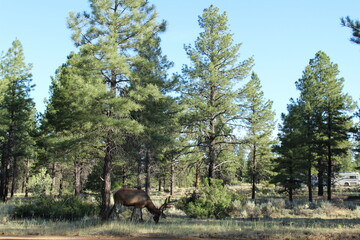 Naklejka na ściany i meble Large elk walking near a campsite in a forest near Grand Canyon National Park, Arizona