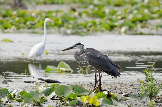 Great Blue Heron and Great Egret fishing together