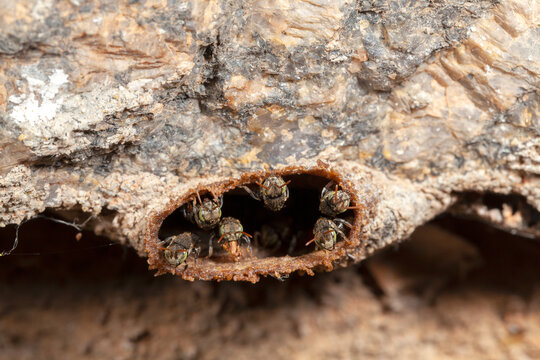 Nannotrigona testaceicornis irai stingless bee on hive