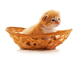 Fototapeta na wymiar Kitten in a basket.