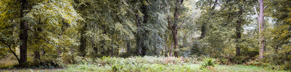Fototapeta premium autumnal trees t roundwood quay trelissick cornwall england uk 
