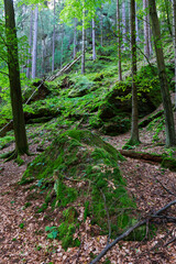 Wild summer Landscape around the Creek with Boulders and Rock in the Czech Switzerland, Czech Republic