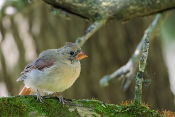A young female Northern Cardinal