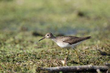 Solitary Sandpiper looking for food among the vegetation of a shallow marsh