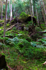 Wild summer Landscape around the Creek with Boulders and Rock in the Czech Switzerland, Czech Republic