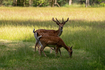 äsendes Reh und Rehbock