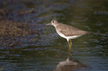 Solitary Sandpiper standing in shallow water