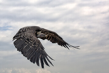 Closeup of a flying white-rumped vulture on the cloudy sky background