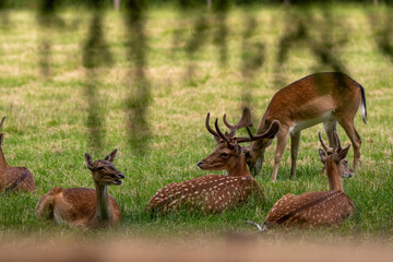 sich ausruhender Rehbock und Rehe 