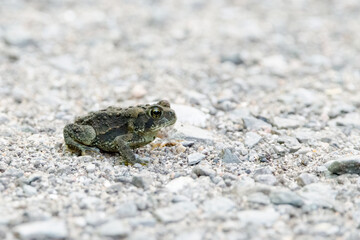 American Toad crosses a gravel path