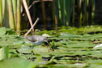 Spotted Sandpiper walking across lilypads, looking for food