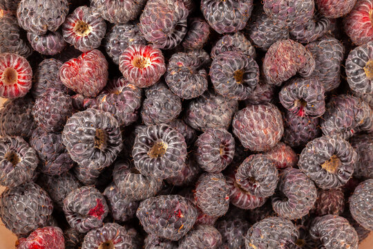 Lot of wild raspberry pattern ready to eat ripe fruits