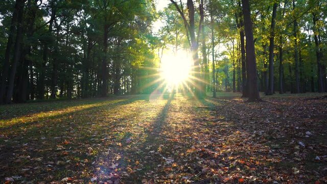 Sun stars behind a tree appear on early morning during fall with leaves on the ground