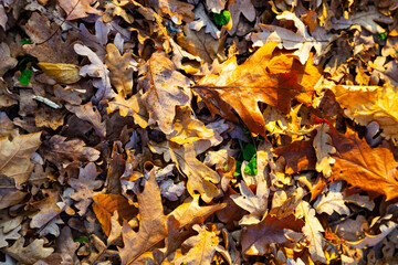 Autumn oak leaves on the ground.