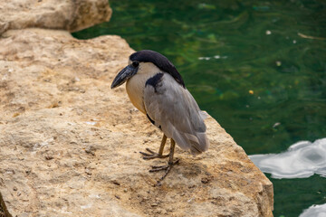 Savacou huppé au zoo de Doué la Fontaine
