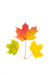 Composition of three maple leaves on white isolated background