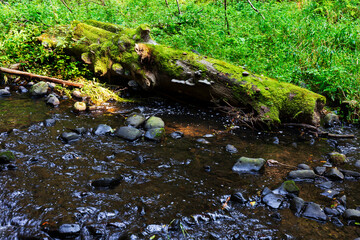 Naklejka na ściany i meble Wild summer Landscape around the Creek with Boulders and Rock in the Czech Switzerland, Czech Republic