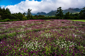 久住高原のセンニチコウ